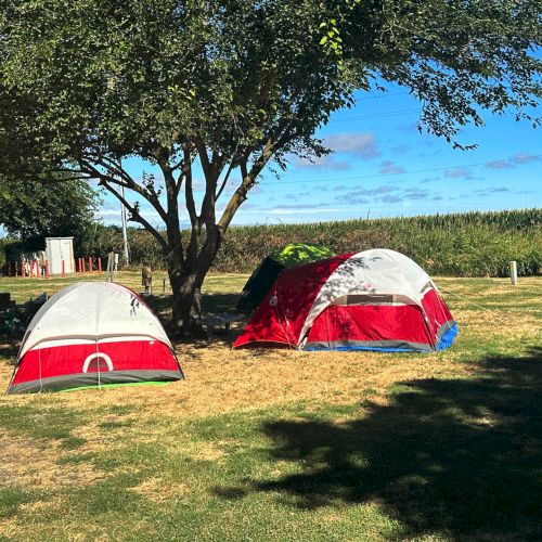 Two tents on grass under a tree with a clear blue sky.